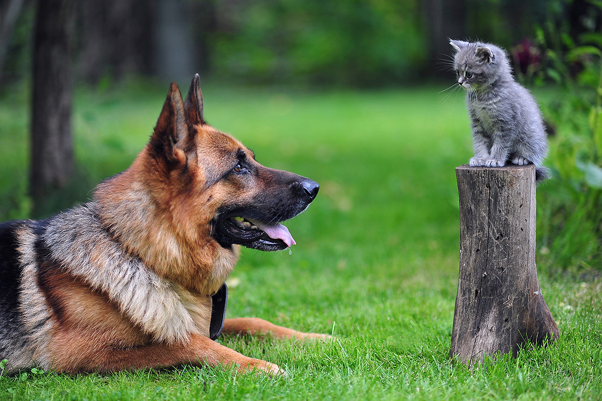 Animal Cat & Dog HD Wallpaper | Background Image