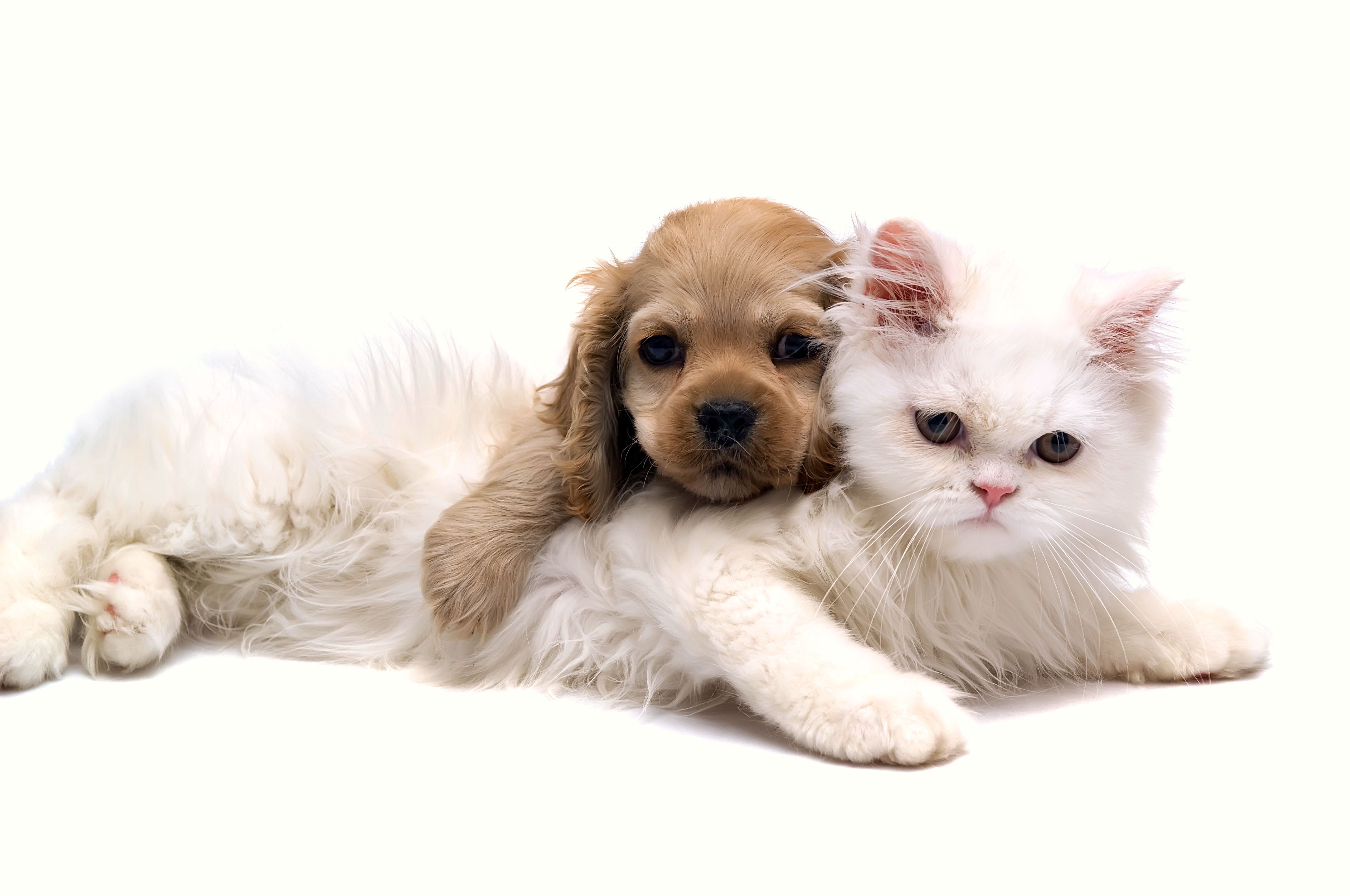 130+ Cat & Dog HD Wallpapers and Backgrounds