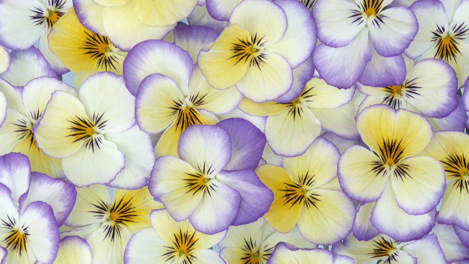 Download Nature Flower Pansy HD Wallpaper