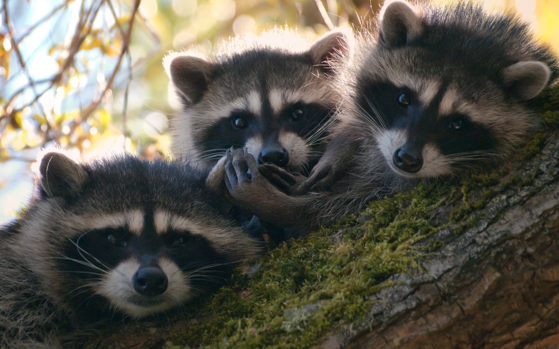 Raccoon Full HD Wallpaper and Background Image | 1920x1200 | ID:312646
