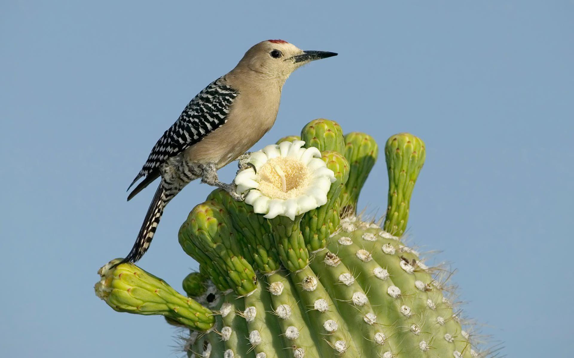A gila woodpecker perched on a flowering cactus against a clear blue sky, captured in HD for a vibrant desktop wallpaper background.