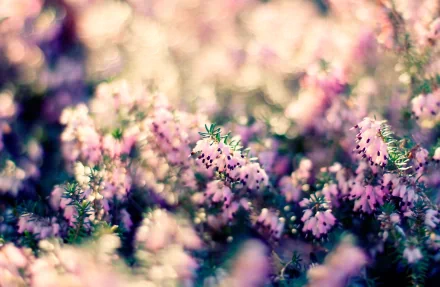 HD desktop wallpaper featuring a close-up of pink flowers with a blurred background, creating a dreamy nature scene.