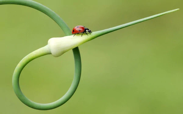 Animal insect HD Desktop Wallpaper | Background Image