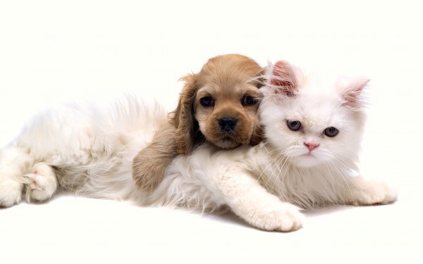 Animal Cat & Dog Cat Dog Puppy Kitten HD Wallpaper | Background Image