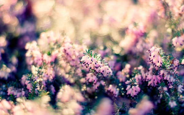 Earth Flower Flowers Blur Pink Flower Nature HD Wallpaper | Background Image
