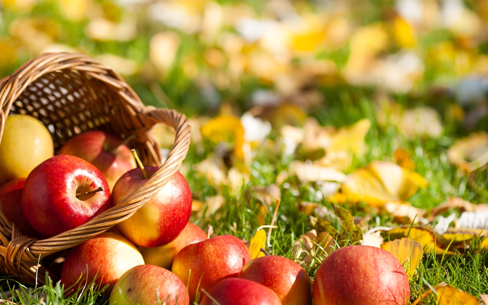 Autumn Apples Wallpapers Top Free Autumn Apples Backgrounds