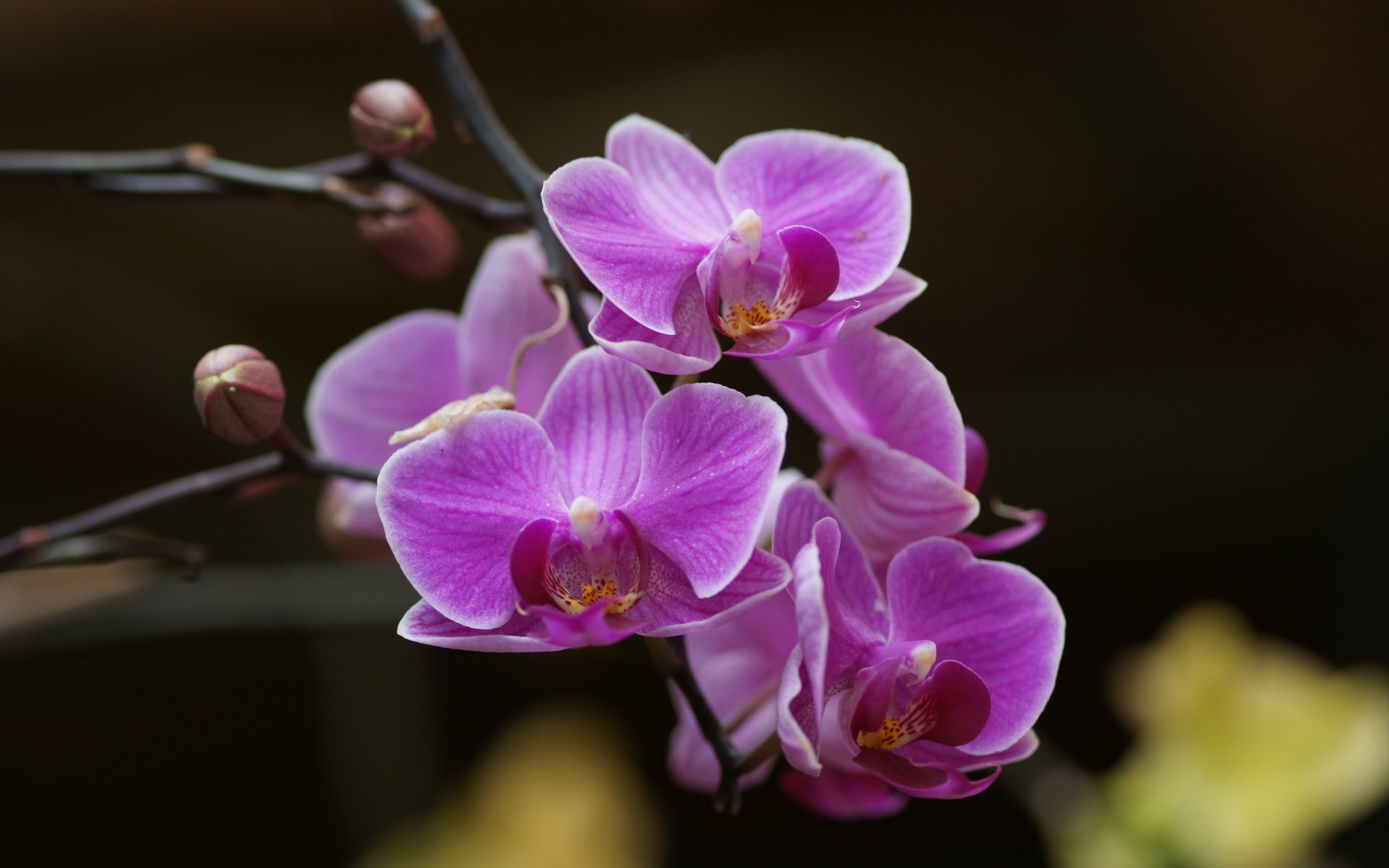 Nature Orchid HD Wallpaper | Background Image