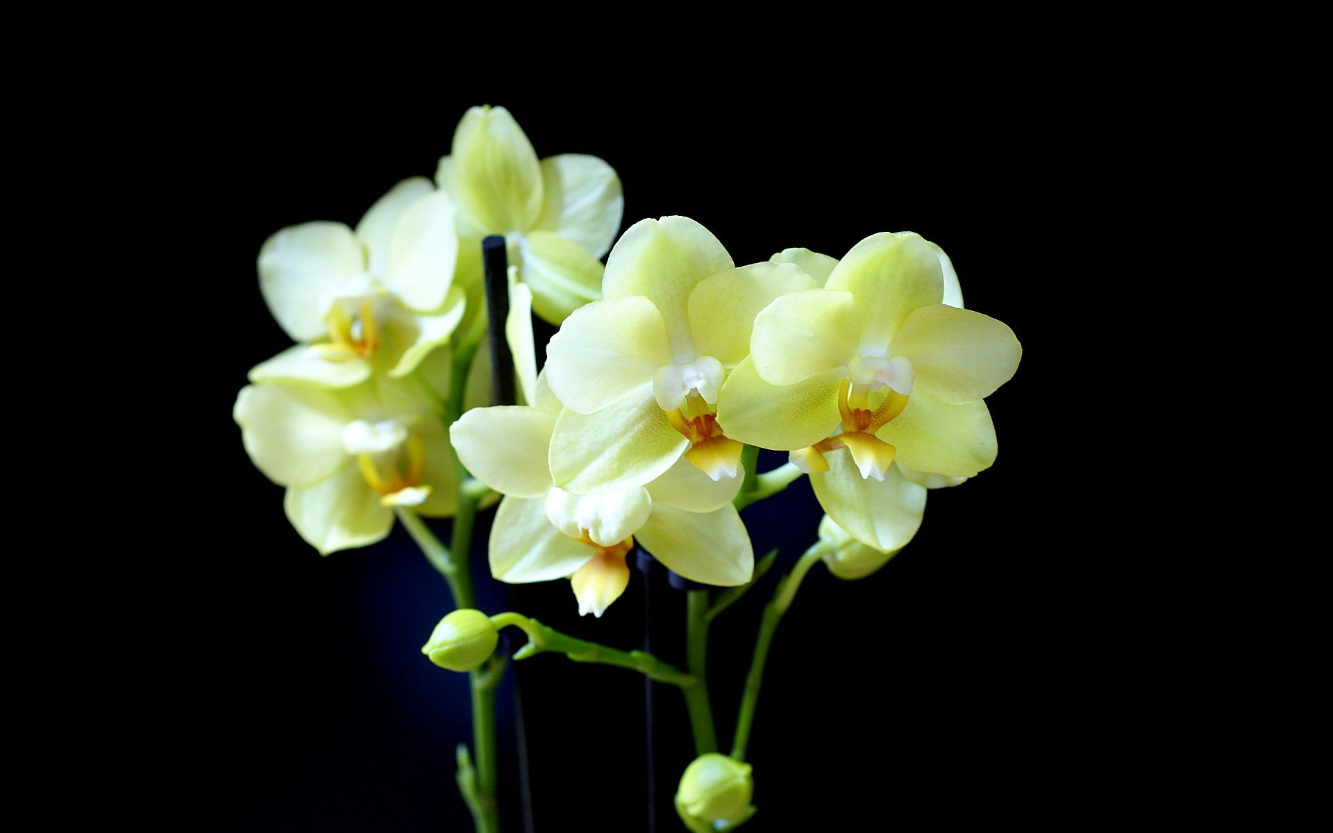 Nature Orchid HD Wallpaper | Background Image