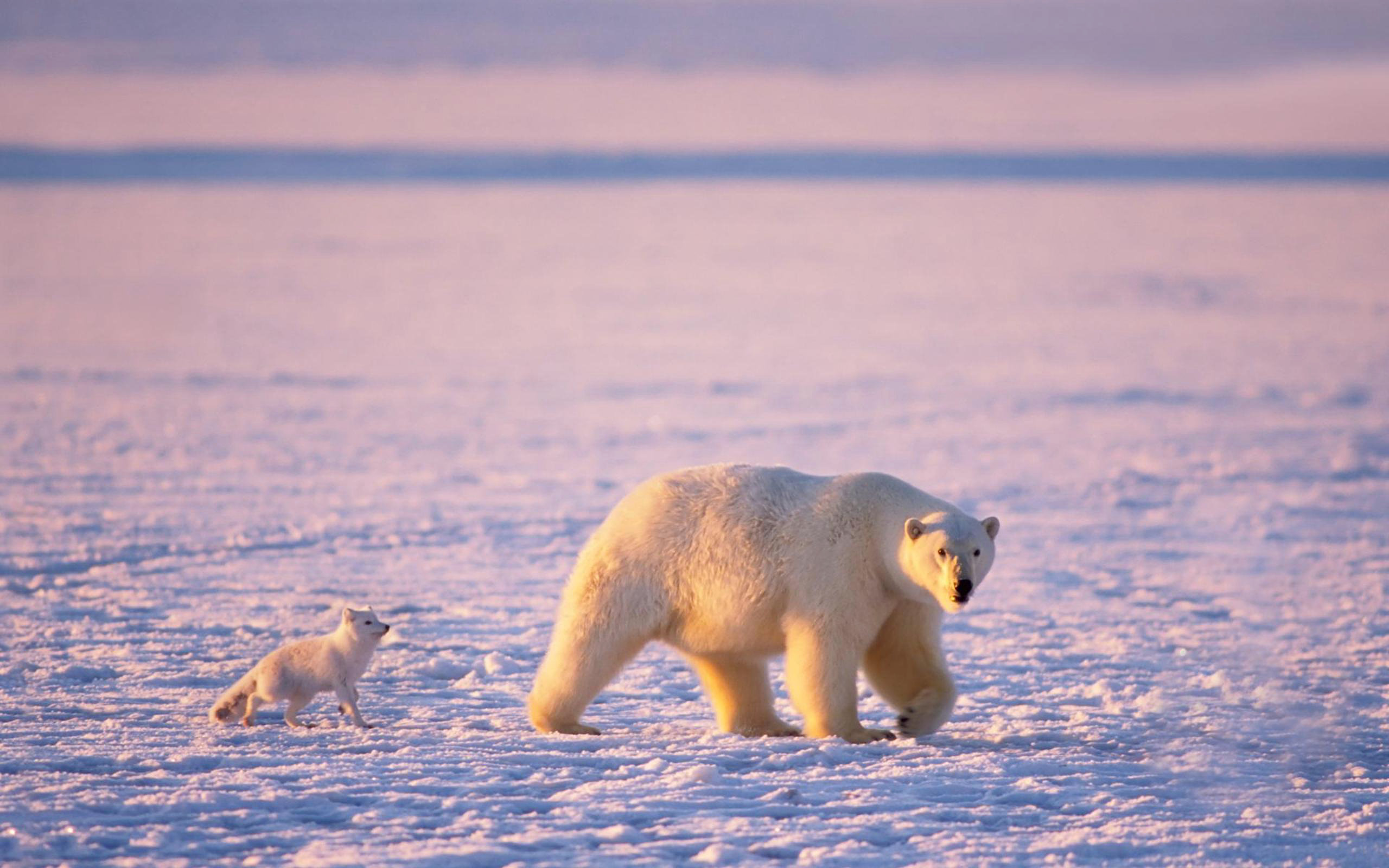 Дикая природа белого медведя. Белый медведь в арктической пустыне. Белые медведи в Арктике. Песец в арктическом заповеднике. Карское море белый медведь.