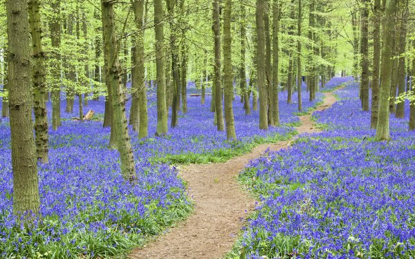 Earth Path Landscape Scenic Flower Nature Spring HD Wallpaper | Background Image