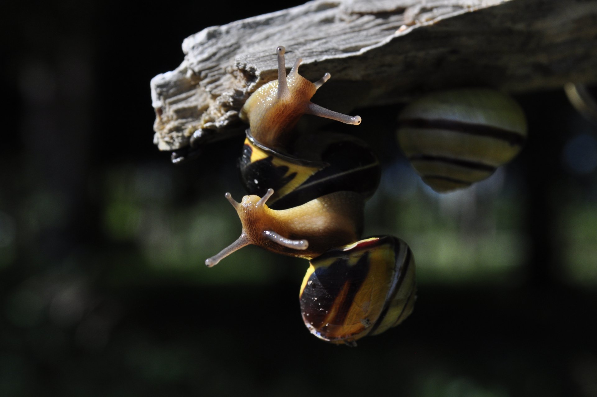 Download Animal Snail 4k Ultra HD Wallpaper