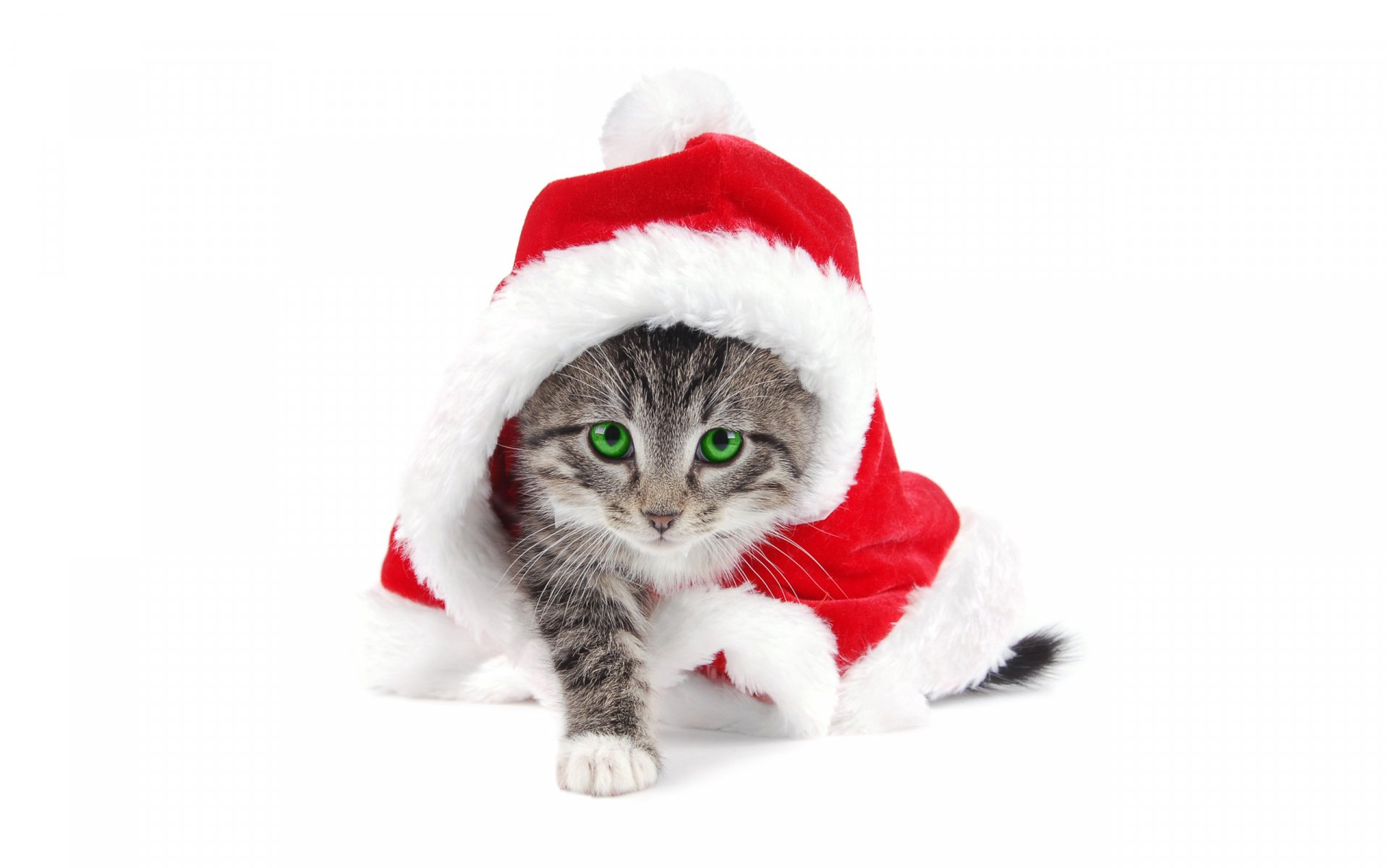 A playful kitten with green eyes peeks out from under a vibrant red Santa hat, creating a festive and charming HD desktop wallpaper.