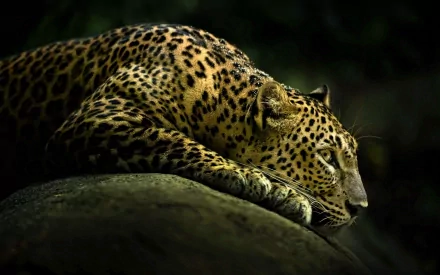 A close-up of a leopard resting on a rock, showcasing its distinctive spots and sleek body against a dark, natural background. An exquisite HD desktop wallpaper of this majestic animal.
