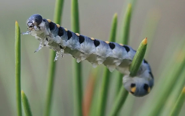 Animal caterpillar HD Desktop Wallpaper | Background Image