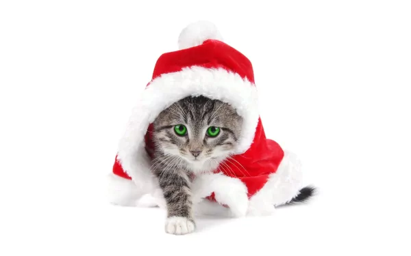 A playful kitten with green eyes peeks out from under a vibrant red Santa hat, creating a festive and charming HD desktop wallpaper.