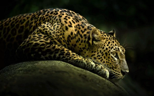 A close-up of a leopard resting on a rock, showcasing its distinctive spots and sleek body against a dark, natural background. An exquisite HD desktop wallpaper of this majestic animal.