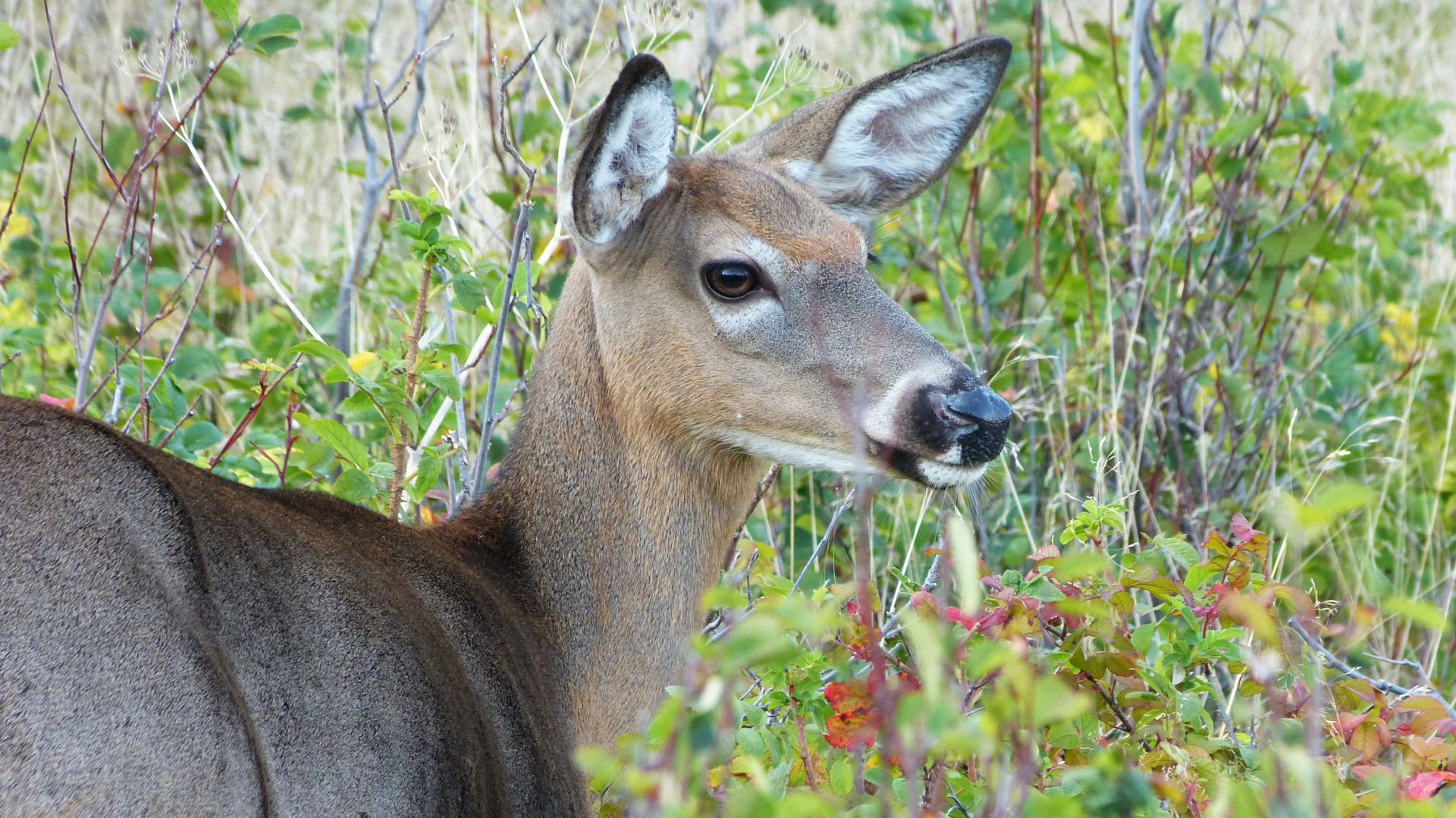 Close-up of a deer surrounded by foliage, captured in sharp detail as a 4K Ultra HD PC desktop wallpaper and background.