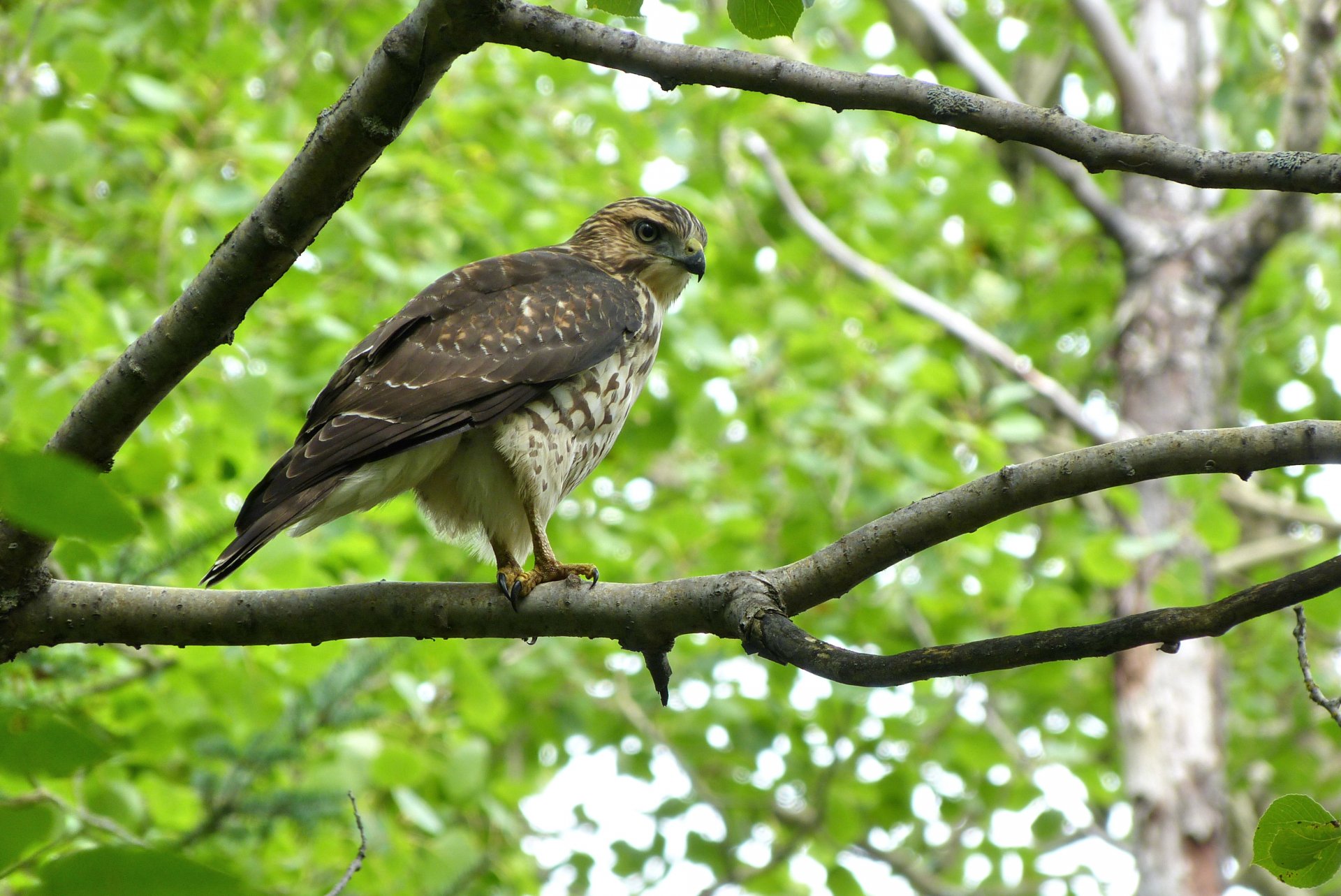 A hawk perched on a tree branch surrounded by green leaves, captured in stunning detail for a 4K Ultra HD PC desktop wallpaper and background.