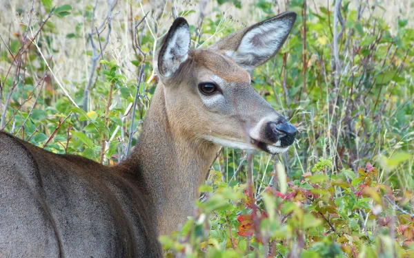 Close-up of a deer surrounded by foliage, captured in sharp detail as a 4K Ultra HD PC desktop wallpaper and background.