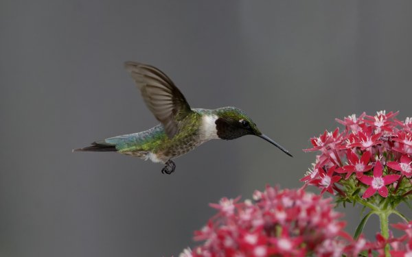 Animal Hummingbird Birds Hummingbirds Bird Nature Flower HD Wallpaper | Background Image