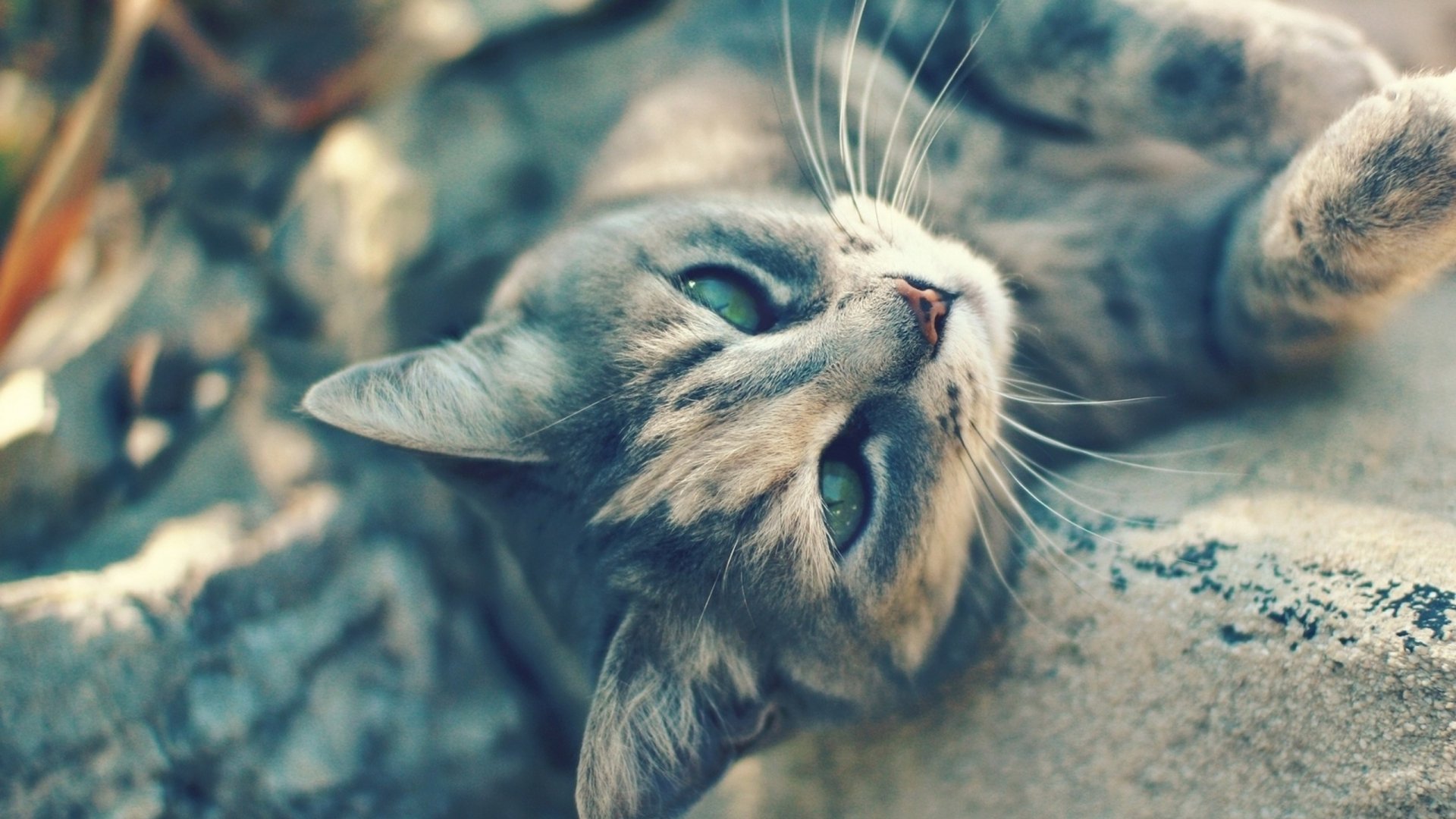 Close-up of a relaxed tabby cat lying on rocks, teal-tinted eyes gazing up — 2K Quad HD PC desktop wallpaper and background.