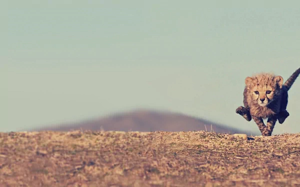 HD wallpaper of a cheetah sprinting across a barren landscape, with a soft-focus mountain in the background, captured in a dynamic moment of speed and grace.