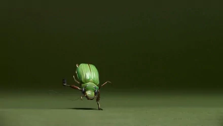  Rap dancing beetle
