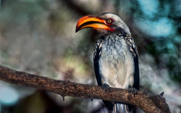 Animal Hornbill Birds Hornbills Bird HD Wallpaper | Background Image