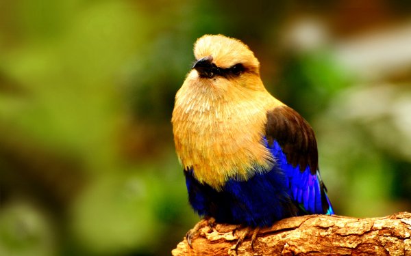 Animal Roller Bird Colorful HD Wallpaper | Background Image