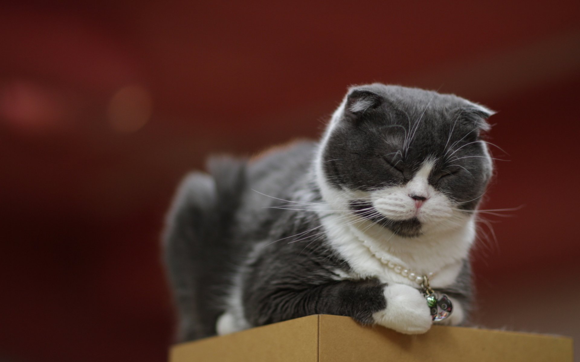 HD desktop wallpaper featuring a gray and white cat resting on a cardboard box against a blurred reddish background.