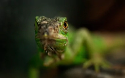 Animal lizard HD Desktop Wallpaper | Background Image