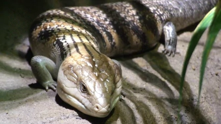 lizard Animal Blue-Tongue Skink HD Desktop Wallpaper | Background Image