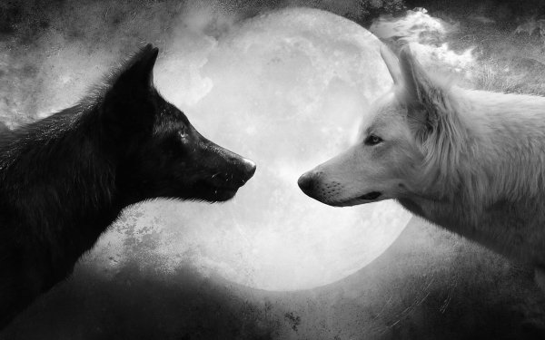 Animales Lobo Negro Blanco Luna Fondo de pantalla HD | Fondo de Escritorio