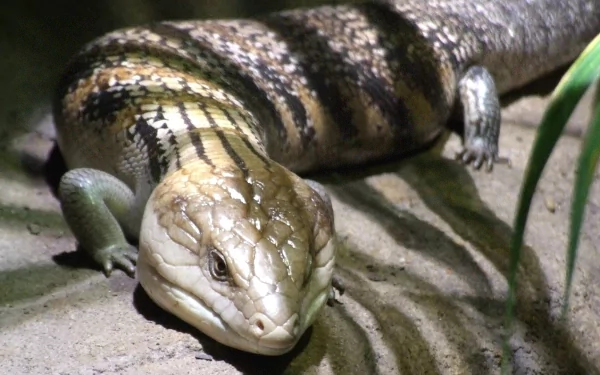 lizard Animal Blue-Tongue Skink HD Desktop Wallpaper | Background Image
