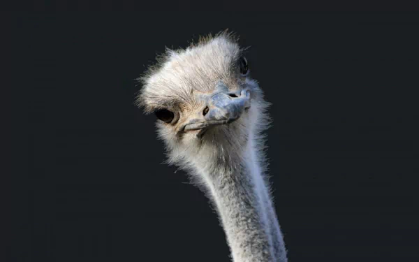 A close-up of an ostrich with a curious expression, featuring intricate details in its feathers against a dark background, making it an engaging HD desktop wallpaper.