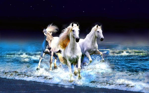 Animal Horse Beach Sea Horizon HD Wallpaper | Background Image