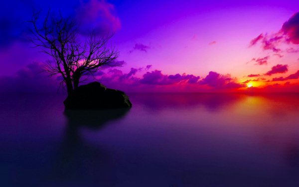 Earth Sunset Tree Horizon Sky Cloud Purple HD Wallpaper | Background Image
