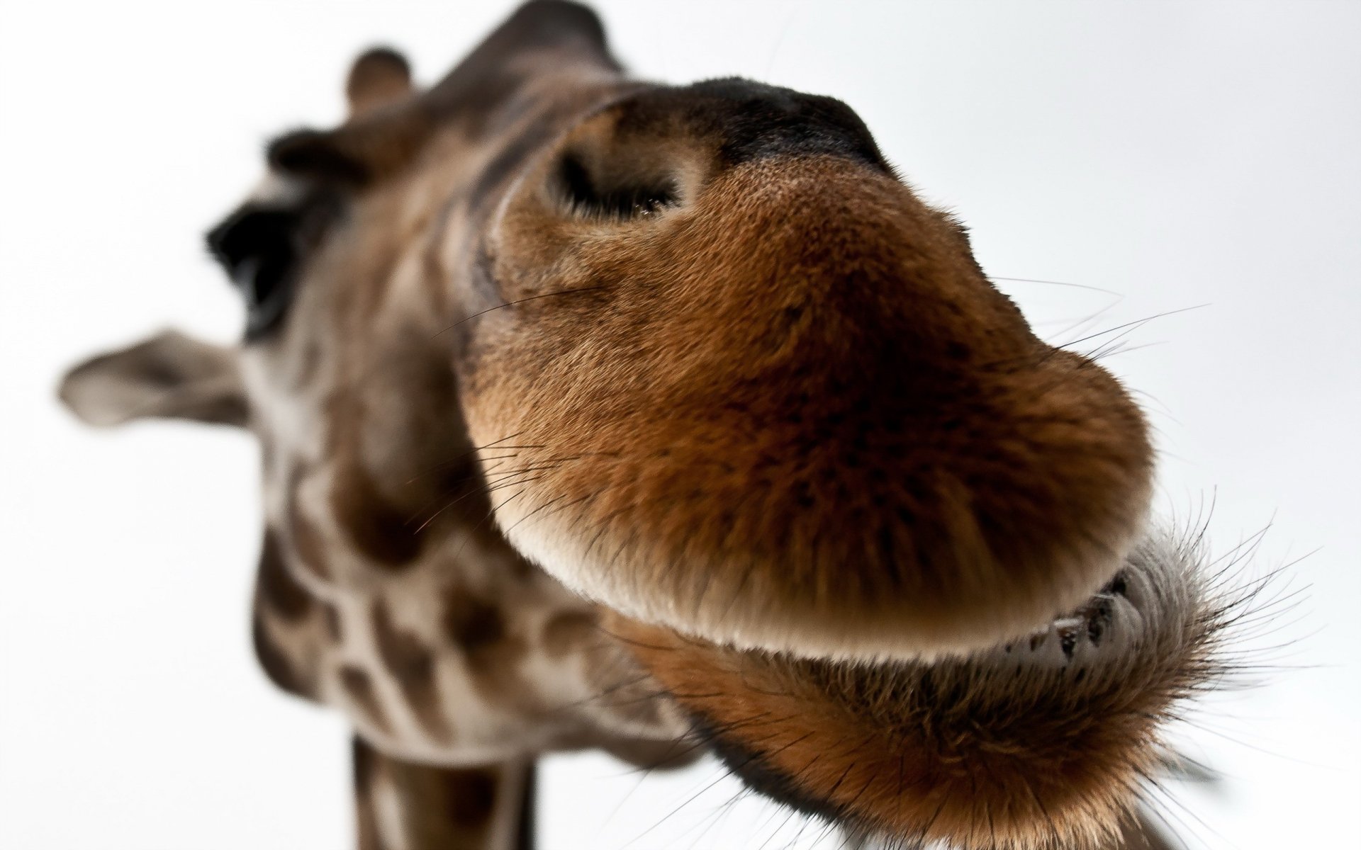 Giraffe HD Wallpaper | Background Image | 2560x1600