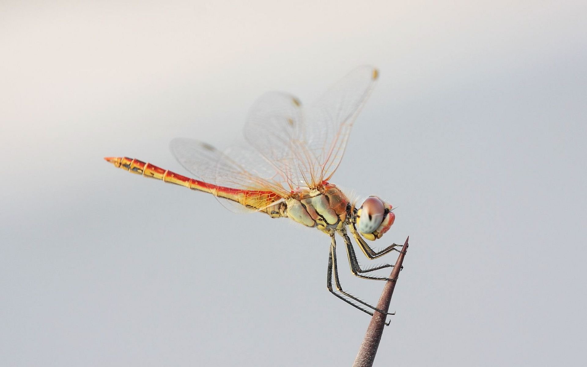 HD PC desktop wallpaper featuring a close-up of a dragonfly perched delicately against a soft, blurred background.