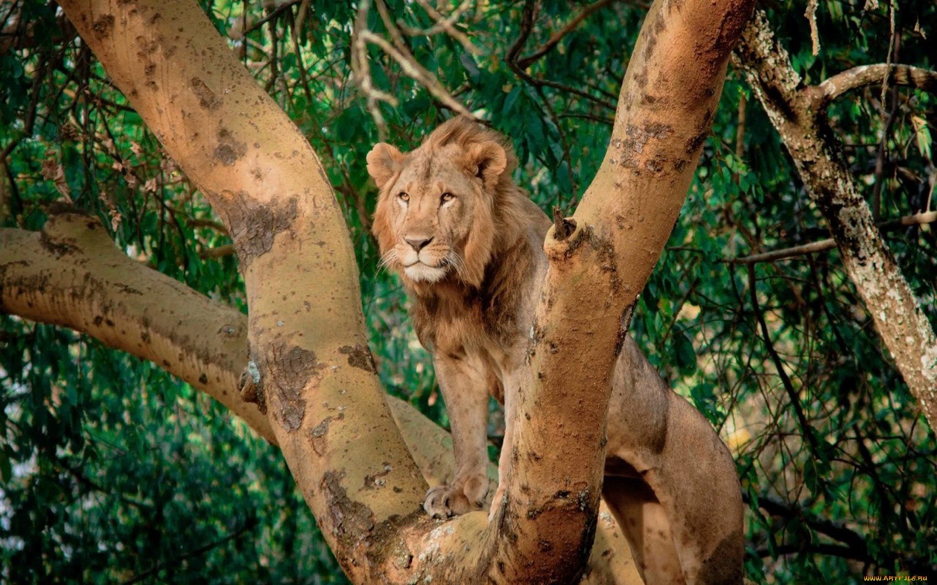 A majestic lion perches gracefully on a tree branch, surrounded by lush green foliage, creating a striking HD desktop wallpaper and background.