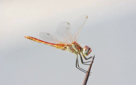 HD PC desktop wallpaper featuring a close-up of a dragonfly perched delicately against a soft, blurred background.