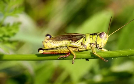 HD desktop wallpaper featuring a close-up of a vibrant green grasshopper perched on a slender green stem against a blurred natural background.