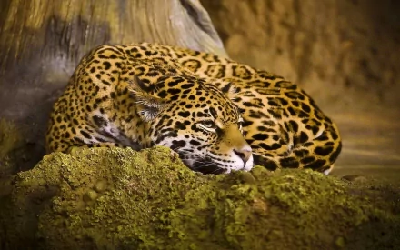 HD PC desktop wallpaper featuring a resting jaguar with detailed spotted fur against a natural earthy background.
