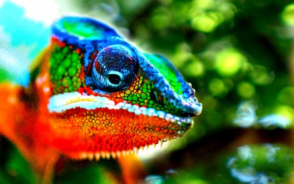 Animal Chameleon Reptiles Colorful Lizard HD Wallpaper | Background Image