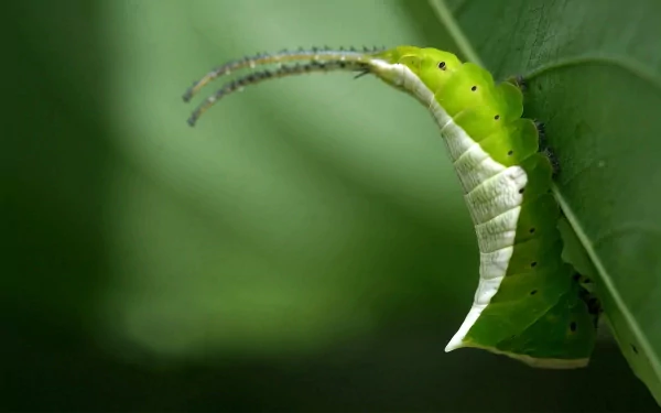Animal caterpillar HD Desktop Wallpaper | Background Image