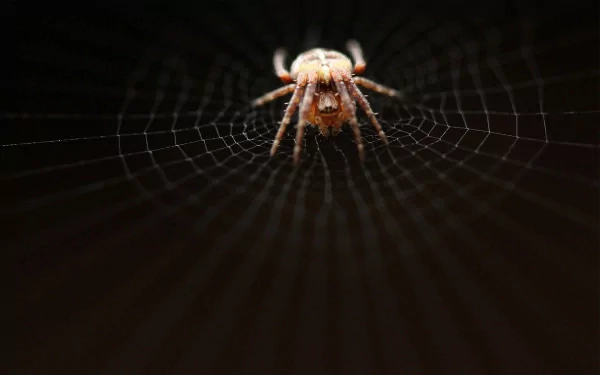 Close-up of a spider centered on its intricate web against a dark background, captured in high definition for a PC desktop wallpaper.