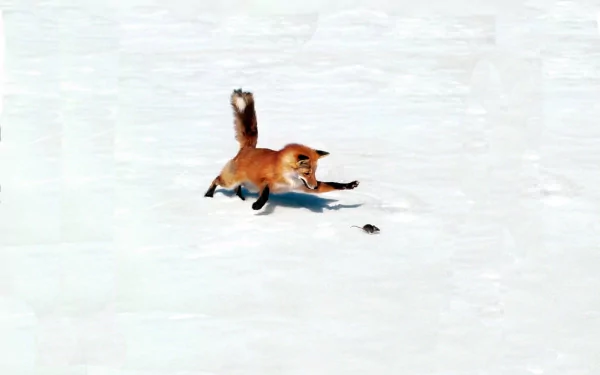 A captivating HD wallpaper captures a fox hunting a mouse in the snow, showcasing the natural beauty and intensity of wildlife amidst a pristine, snowy landscape.