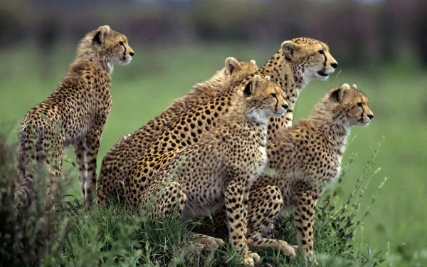 A striking HD desktop wallpaper featuring a group of five cheetahs, elegantly poised in a grassy landscape, showcasing their distinctive spots and alert expressions.