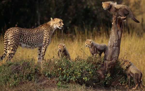 HD desktop wallpaper featuring a cheetah with four cubs, one of which is climbing a tree stump.