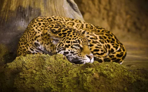HD PC desktop wallpaper featuring a resting jaguar with detailed spotted fur against a natural earthy background.